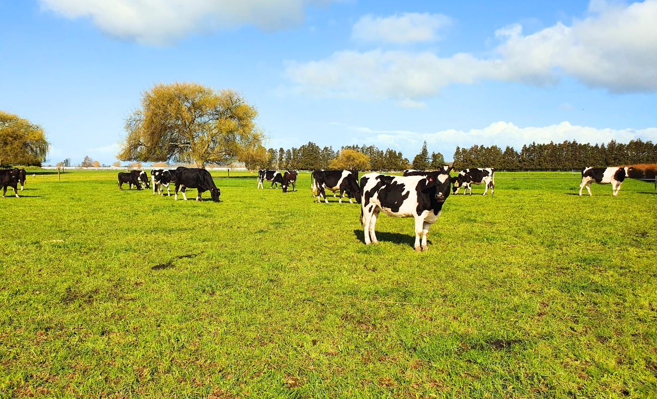 Engender: Innovation for dairy farms